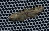 Eupithecia dodoneata